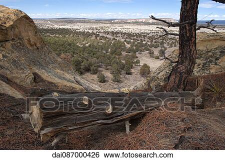 Fallen tree trunk overlooking arid landscape in New Mexico, USA View Large Photo Image Stock Photograph - Fallen tree trunk overlooking arid landscape in New Mexico, USA. Fotosearch