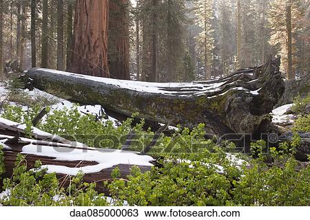 Fallen tree trunks covered in snow View Large Photo Image Stock Image - Fallen tree trunks covered in snow. Fotosearch