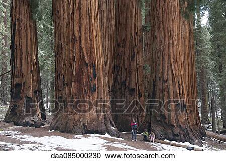 Stock Image - Family standing in front of giant sequoias, Sequoia and Kings Canyon National Parks, California, USA. Fotosearch