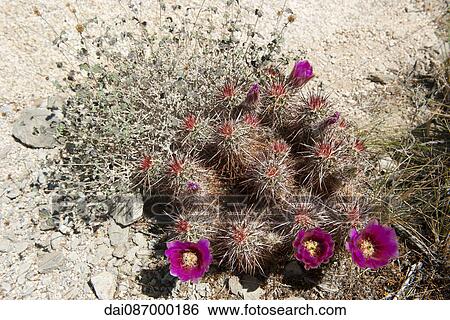 Flowering hedgehog cactus (Echinocereus engelmannii) View Large Photo Image Stock Photograph - Flowering hedgehog cactus (Echinocereus engelmannii). Fotosearch