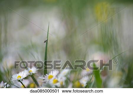 Fly resting on blade of grass View Large Photo Image Stock Image - Fly resting on blade of grass. Fotosearch
