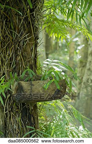 Foliage growing out of tree trunk View Large Photo Image Stock Image - Foliage growing out of tree trunk. Fotosearch