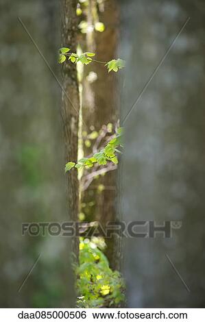 Foliage viewed between tree trunks View Large Photo Image Stock Photograph - Foliage viewed between tree trunks. Fotosearch