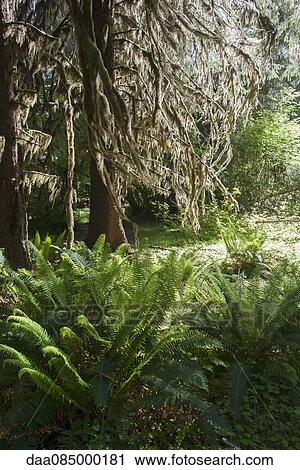 Forest, Olympic National Park, Washington, USA View Large Photo Image Stock Image - Forest, Olympic National Park, Washington, USA. Fotosearch