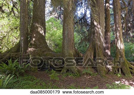 Forest, Olympic National Park, Washington, USA View Large Photo Image Stock Photo - Forest, Olympic National Park, Washington, USA. Fotosearch