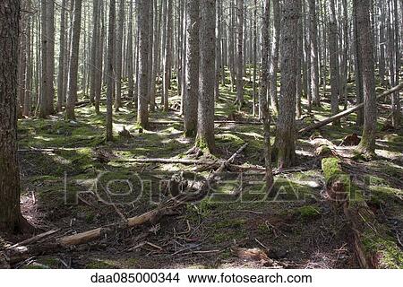 Forest scene View Large Photo Image Picture - Forest scene. Fotosearch