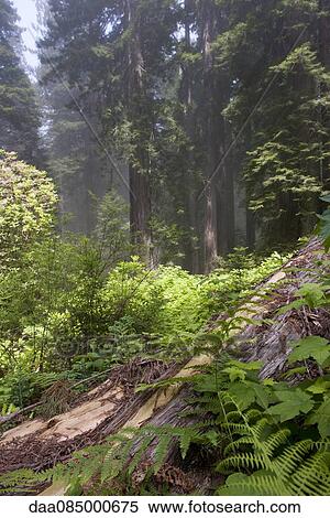 Forest undergrowth View Large Photo Image Stock Photography - Forest undergrowth. Fotosearch