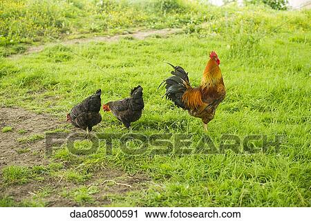 Free range rooster and hens View Large Photo Image Stock Image - Free range rooster and hens. Fotosearch