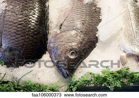 Fresh fish on ice View Large Photo Image Stock Image - Fresh fish on ice. Fotosearch
