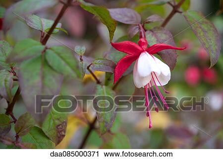 Stock Image - Fuchsia flower. Fotosearch