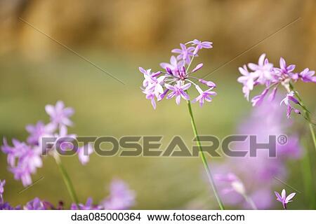 Garlic flowers View Large Photo Image Picture - Garlic flowers. Fotosearch