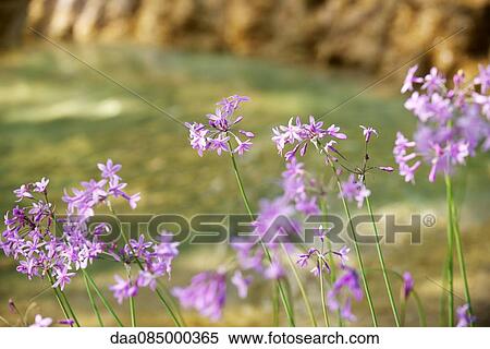 Garlic flowers View Large Photo Image Stock Photography - Garlic flowers. Fotosearch