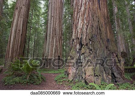 Giant redwood trees, Redwood National Park, California, USA View Large Photo Image Stock Photo - Giant redwood trees, Redwood National Park, California, USA. Fotosearch