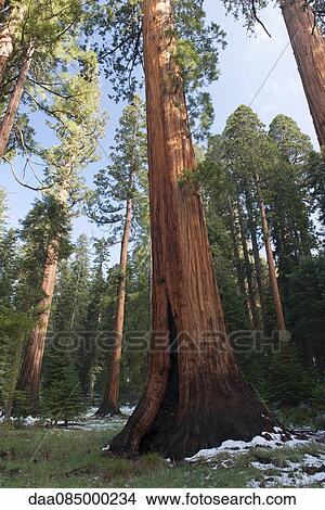 Picture - Giant redwood trees, Sequoia and Kings Canyon National Parks, California, USA. Fotosearch