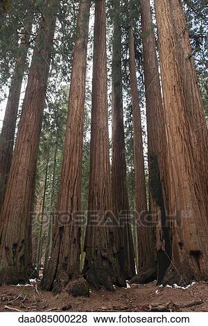 Stock Photo - Giant redwood trees, Sequoia and Kings Canyon National Parks, California, USA. Fotosearch