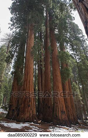Giant redwood trees, Sequoia and Kings Canyon National Parks, California, USA View Large Photo Image Stock Photo - Giant redwood trees, Sequoia and Kings Canyon National Parks, California, USA. Fotosearch