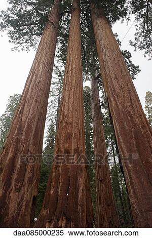 Giant redwood trees, Sequoia and Kings Canyon National Parks, California, USA View Large Photo Image Stock Photography - Giant redwood trees, Sequoia and Kings Canyon National Parks, California, USA. Fotosearch
