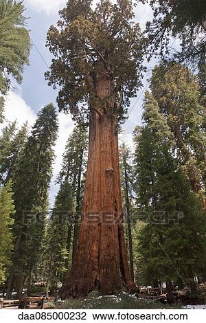 Giant sequoia tree, Sequoia and Kings Canyon National Parks, California, USA View Large Photo Image Stock Image - Giant sequoia tree, Sequoia and Kings Canyon National Parks, California, USA. Fotosearch