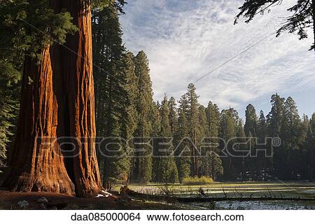 Giant sequoia trees, Sequoia and Kings Canyon National Parks, California, USA View Large Photo Image Picture - Giant sequoia trees, Sequoia and Kings Canyon National Parks, California, USA. Fotosearch
