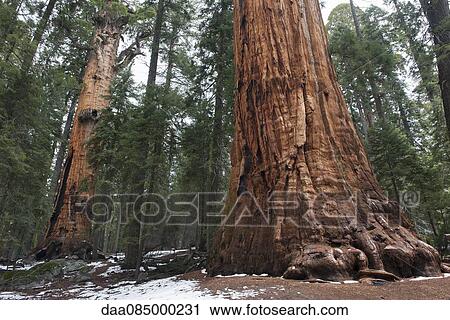 Stock Image - Giant sequoias, Sequoia and Kings Canyon National Parks, California, USA. Fotosearch