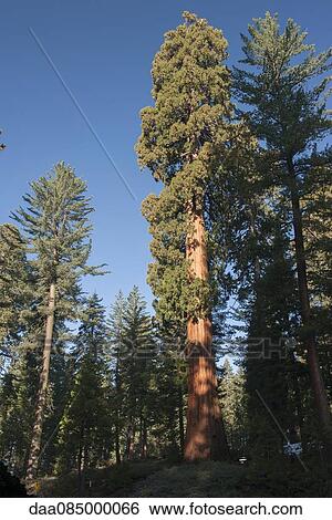Giant trees, Sequoia and Kings Canyon National Parks, California, USA View Large Photo Image Stock Photograph - Giant trees, Sequoia and Kings Canyon National Parks, California, USA. Fotosearch