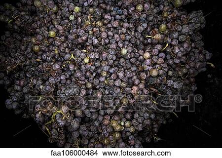 Picture - Grapes for wine making. Fotosearch