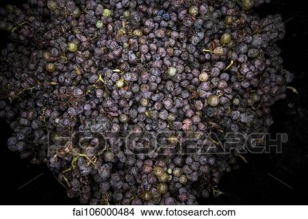 Picture - Grapes for wine making. Fotosearch