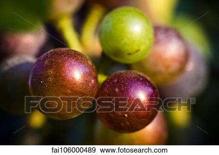 Stock Photo - Grapes growing on vine. Fotosearch