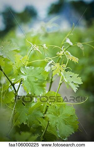Grapevine, close up View Large Photo Image Stock Photography - Grapevine, close up. Fotosearch