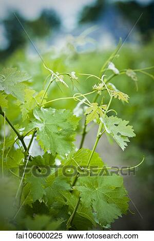 Stock Photography - Grapevine, close up. Fotosearch