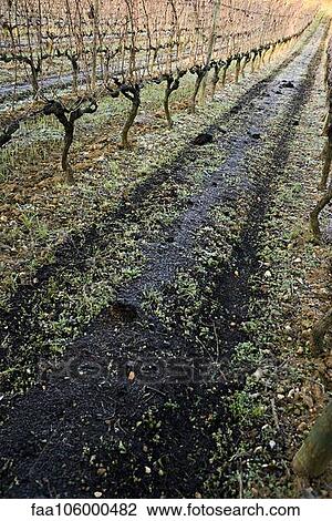 Grapevines in winter View Large Photo Image Stock Image - Grapevines in winter. Fotosearch