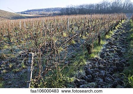 Grapevines in winter View Large Photo Image Stock Image - Grapevines in winter. Fotosearch