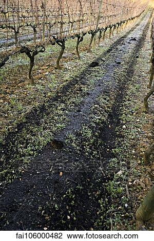 Grapevines in winter View Large Photo Image Stock Image - Grapevines in winter. Fotosearch