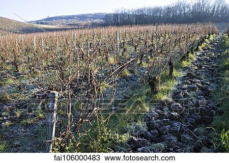 Grapevines in winter View Large Photo Image Stock Image - Grapevines in winter. Fotosearch