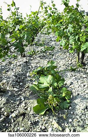 Stock Photograph - Grapevines. Fotosearch