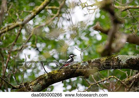 Great spotted woodpecker (Dendrocopos major) View Large Photo Image Stock Photograph - Great spotted woodpecker (Dendrocopos major). Fotosearch