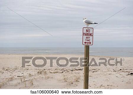 Gull perched on no parking sign on deserted beach View Large Photo Image Stock Image - Gull perched on no parking sign on deserted beach. Fotosearch