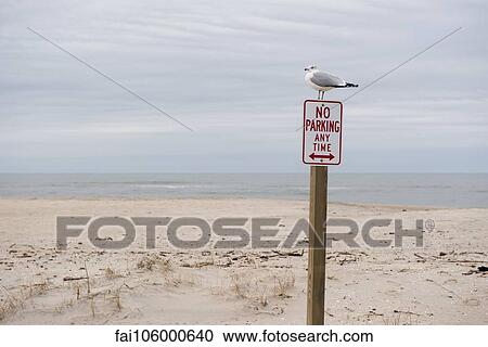 Gull perched on no parking sign on deserted beach View Large Photo Image Stock Image - Gull perched on no parking sign on deserted beach. Fotosearch