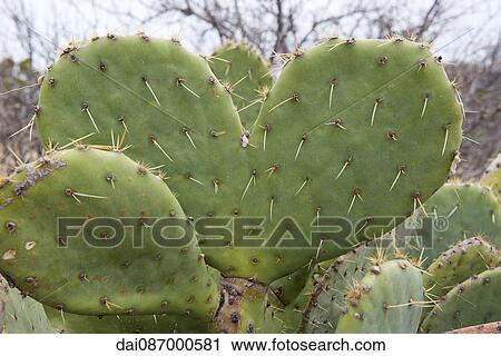 Heart shaped cactus View Large Photo Image Stock Image - Heart shaped cactus. Fotosearch
