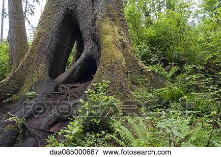 Hollow Sitka spruce tree trunk View Large Photo Image Stock Photo - Hollow Sitka spruce tree trunk. Fotosearch