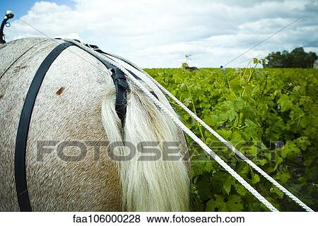 Horse plowing in vineyard View Large Photo Image Stock Photo - Horse plowing in vineyard. Fotosearch