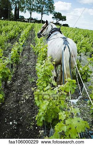 Horse plowing in vineyard View Large Photo Image Stock Photo - Horse plowing in vineyard. Fotosearch
