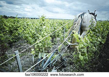 Horse pulling plow in vineyard View Large Photo Image Stock Image - Horse pulling plow in vineyard. Fotosearch