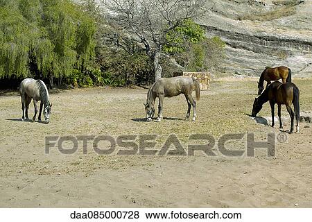 Horses grazing View Large Photo Image Stock Photo - Horses grazing. Fotosearch