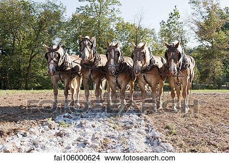 Horses pulling plow in field View Large Photo Image Picture - Horses pulling plow in field. Fotosearch
