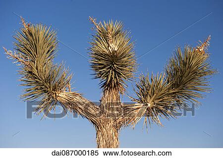 Stock Photography - Joshua tree (Yucca brevifolia) against blue sky. Fotosearch