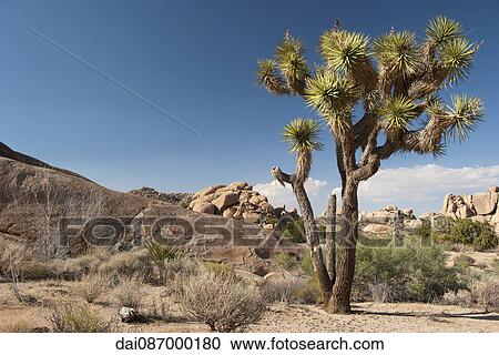 Joshua tree (Yucca brevifolia) growing in Joshua Tree National Park, California, USA View Large Photo Image Stock Image - Joshua tree (Yucca brevifolia) growing in Joshua Tree National Park, California, USA. Fotosearch