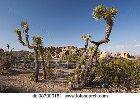 Stock Image - Joshua tree (Yucca brevifolia) growing in Joshua Tree National Park, California, USA. Fotosearch