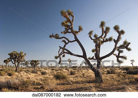 Joshua tree (Yucca brevifolia) growing in Joshua Tree National Park, California, USA View Large Photo Image Stock Image - Joshua tree (Yucca brevifolia) growing in Joshua Tree National Park, California, USA. Fotosearch