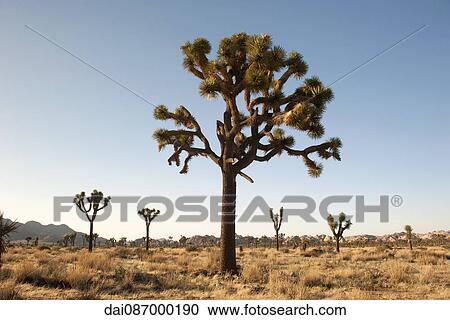 Joshua tree (Yucca brevifolia) growing in Joshua Tree National Park, California, USA View Large Photo Image Stock Image - Joshua tree (Yucca brevifolia) growing in Joshua Tree National Park, California, USA. Fotosearch